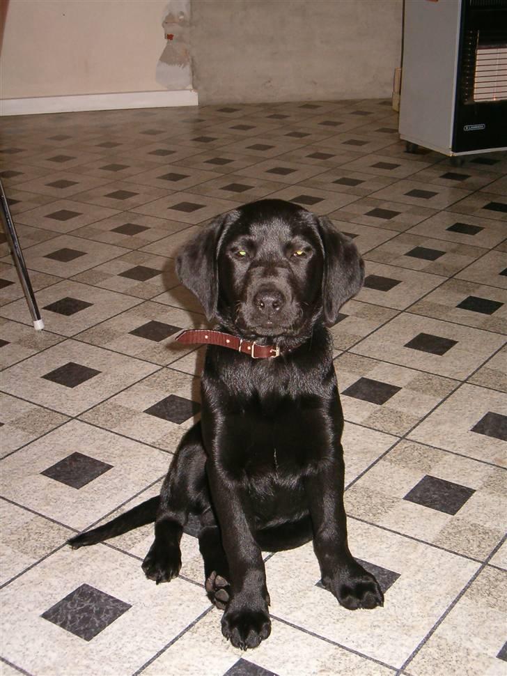 Labrador retriever  Plet billede 9