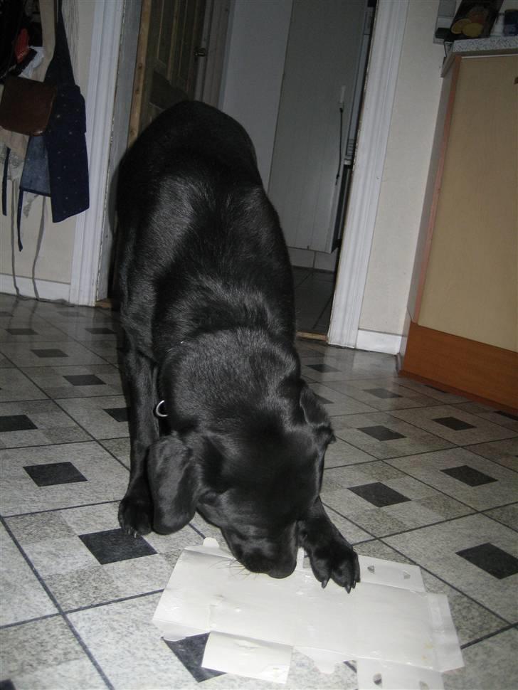 Labrador retriever  Plet billede 10