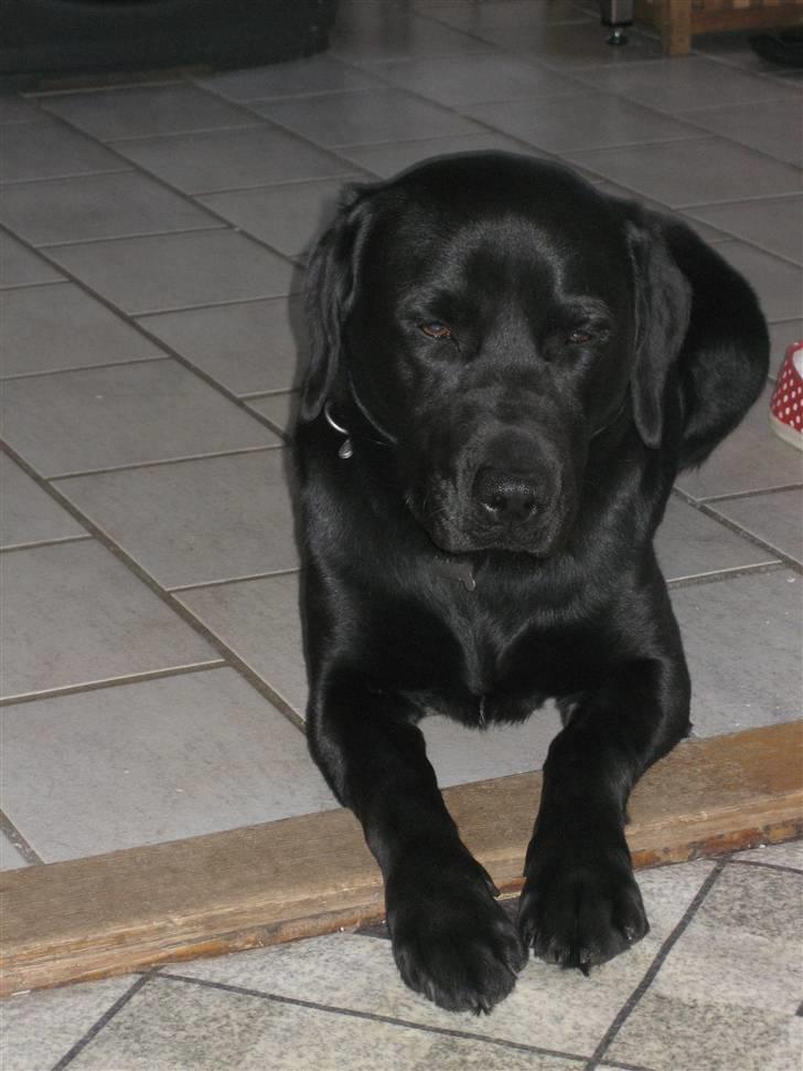 Labrador retriever  Plet billede 11