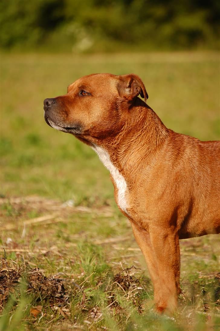 Staffordshire bull terrier Cody billede 11