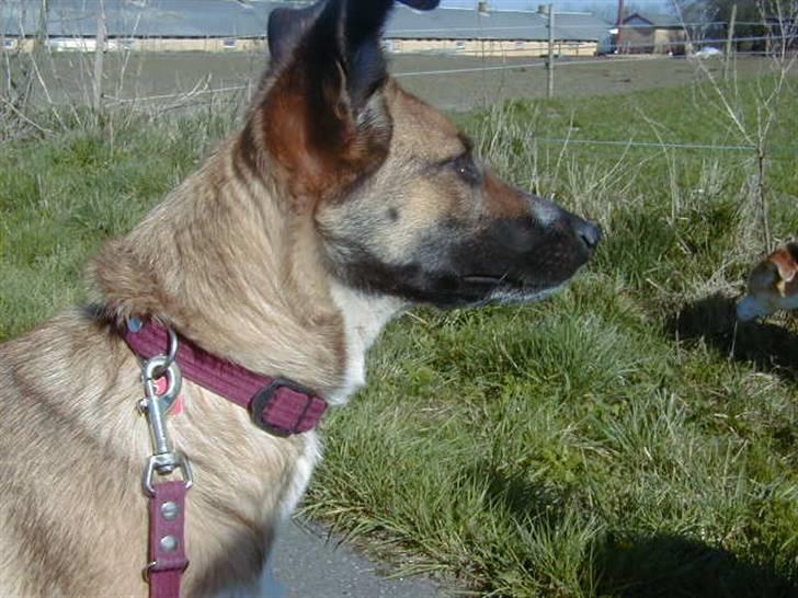 Blanding af racer Bella billede 1