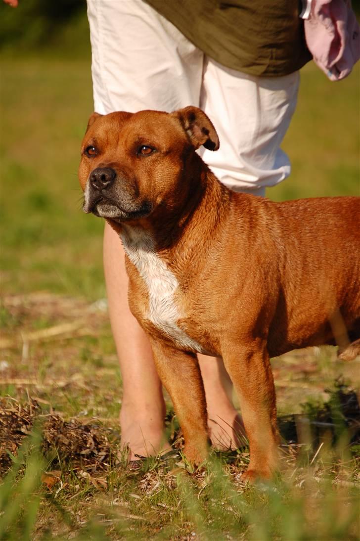 Staffordshire bull terrier Cody billede 12