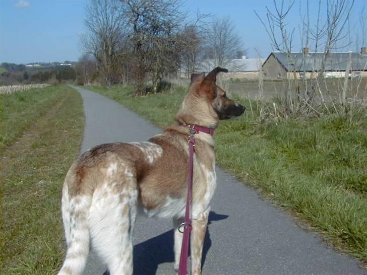 Blanding af racer Bella billede 2