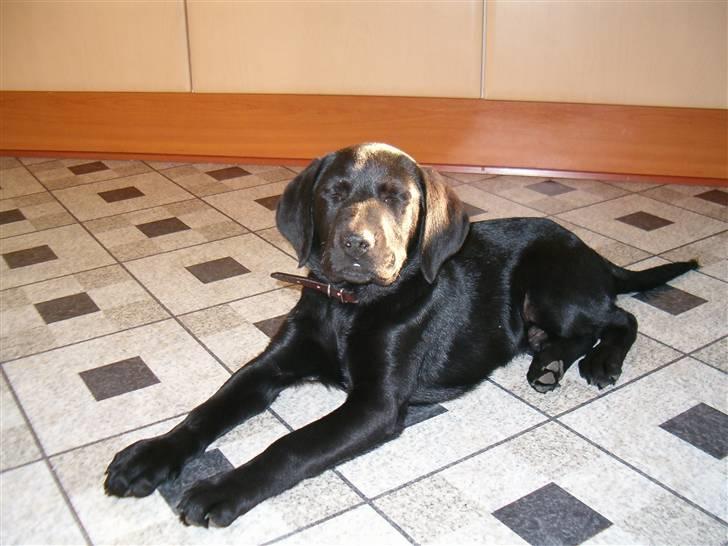 Labrador retriever  Plet billede 12