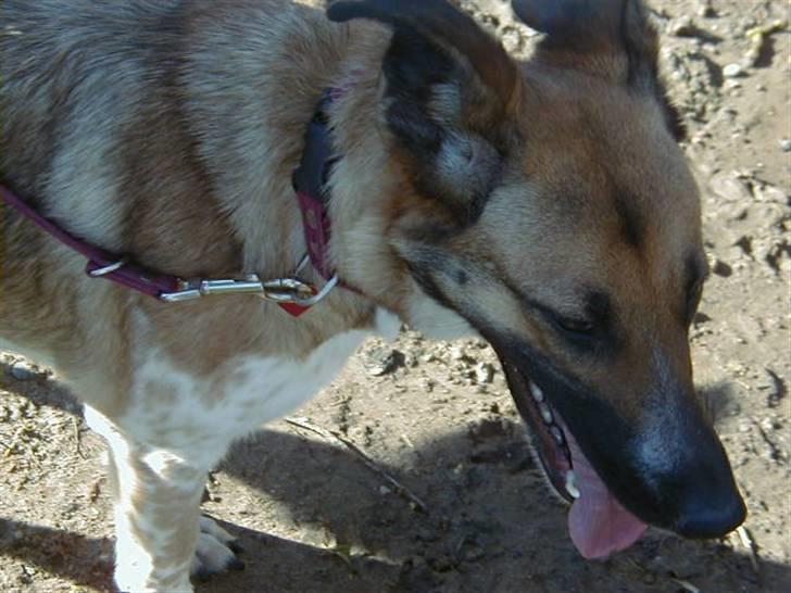 Blanding af racer Bella billede 3