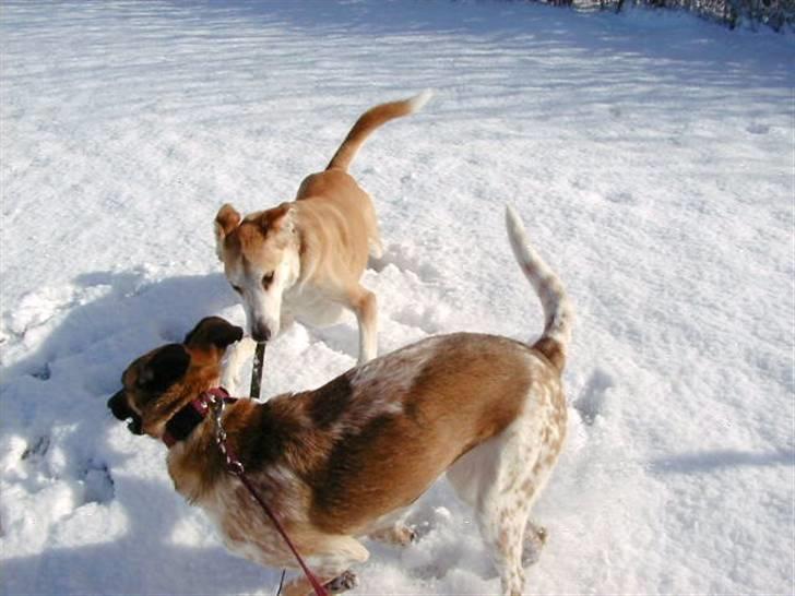 Blanding af racer Bella billede 4