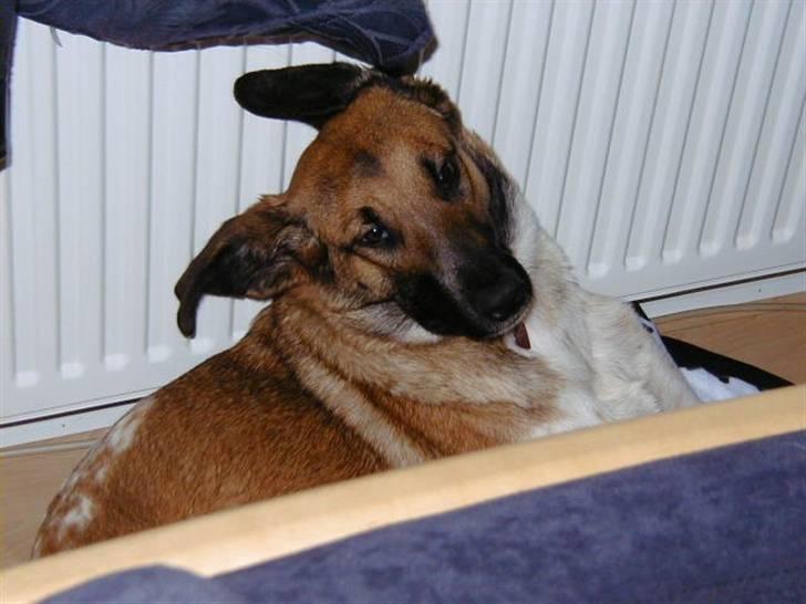 Blanding af racer Bella billede 5