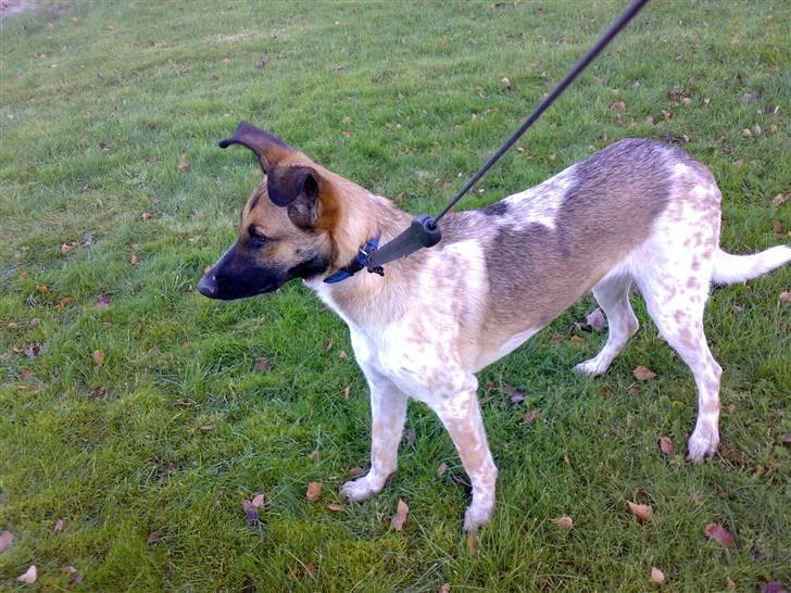 Blanding af racer Bella billede 6