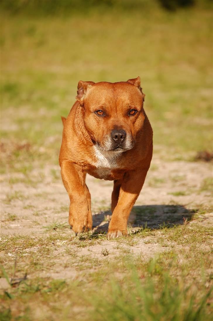 Staffordshire bull terrier Cody billede 13