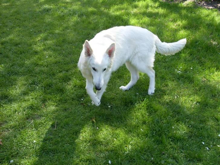 Hvid schæfer Silver - 18/5-2008 billede 8