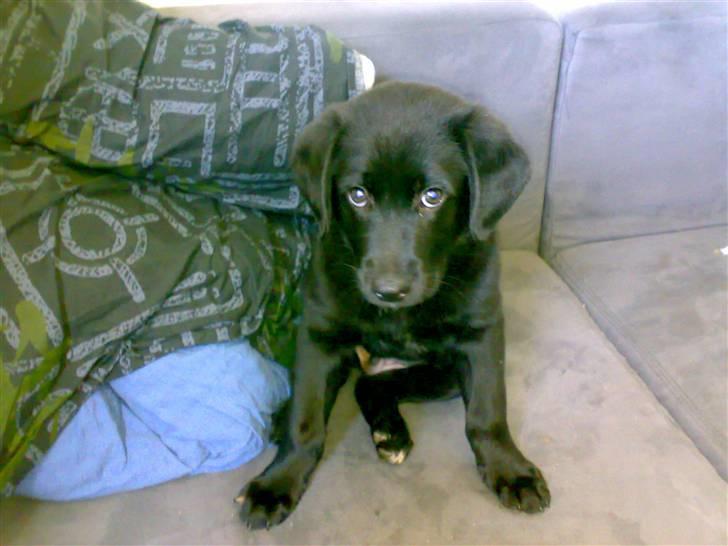 Labrador retriever Bamse <3 R.I.P  - Savner min bror så er helt ked af det han blev solgt :´( D.18 maj 2008  billede 8
