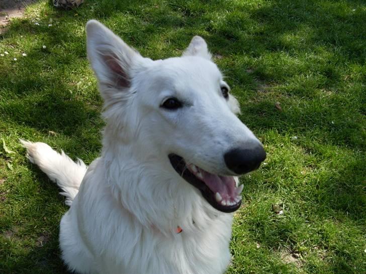 Hvid schæfer Silver - 18/5-2008 billede 9