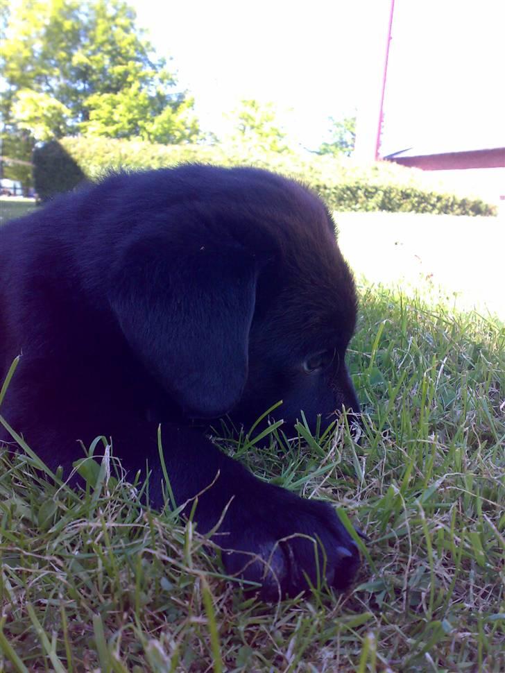 Labrador retriever Bamse <3 R.I.P  - Gras er det sjoveste legetøj jeg kan få fat i :D billede 9