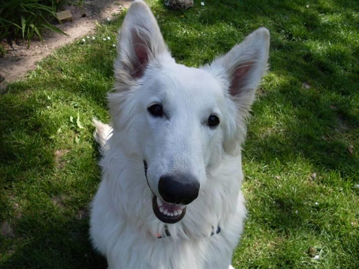 Hvid schæfer Silver billede 10