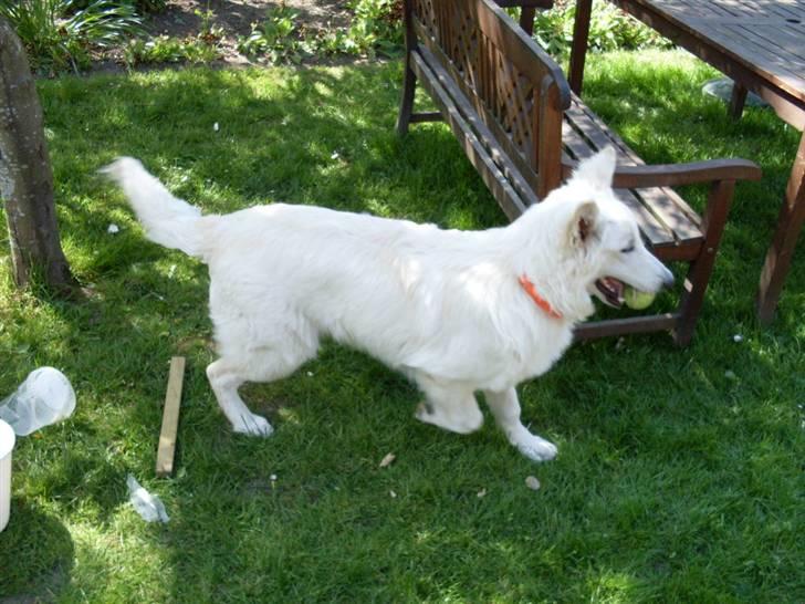 Hvid schæfer Silver billede 11