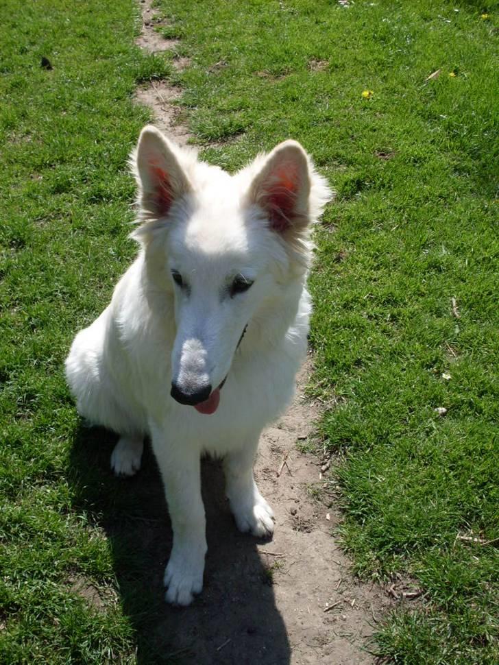 Hvid schæfer Silver billede 12