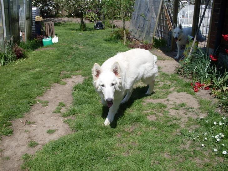 Hvid schæfer Silver billede 13