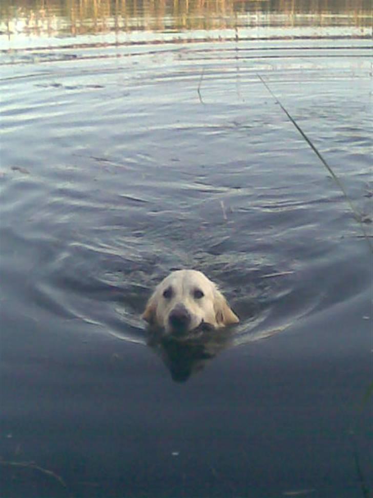 Golden retriever Mille - Ihh hvor den hund elsker at bade da hun skulle ind kunne vi da self. ik få hunden op af vandet XD billede 17