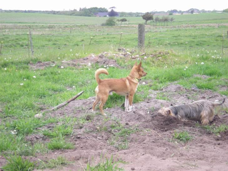 Blanding af racer Simba billede 1