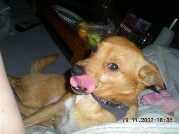 Blanding af racer Simba billede 2