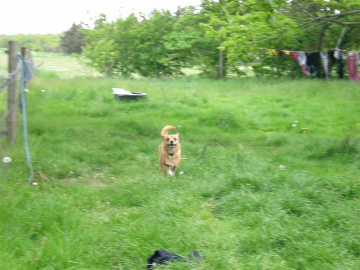 Blanding af racer Simba billede 3