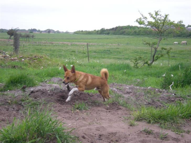 Blanding af racer Simba billede 4