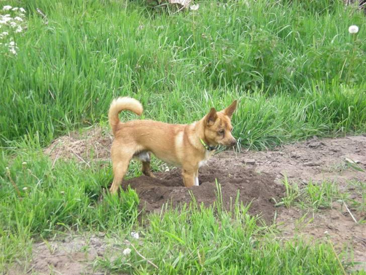 Blanding af racer Simba billede 5