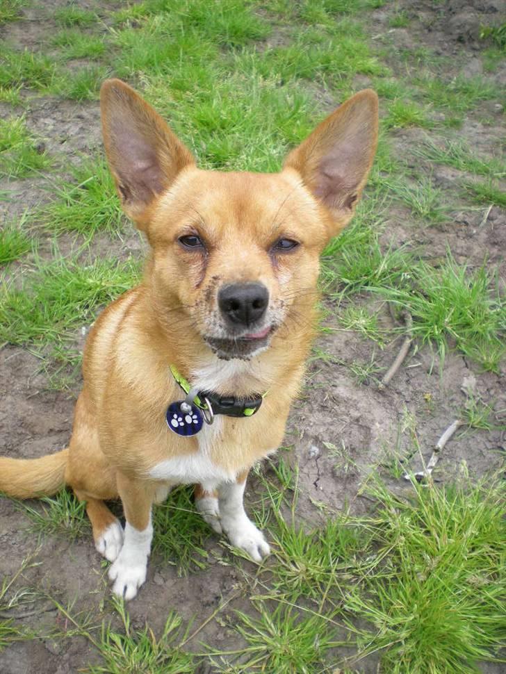 Blanding af racer Simba billede 6