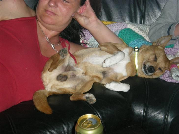 Blanding af racer Simba billede 7