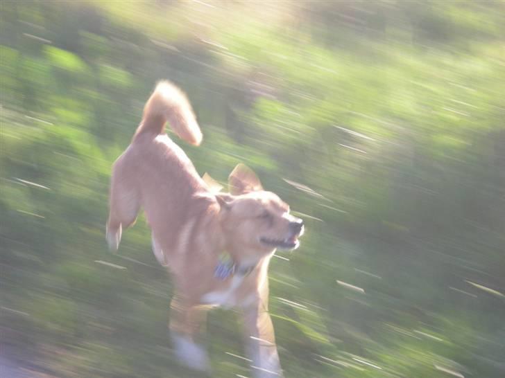 Blanding af racer Simba billede 8