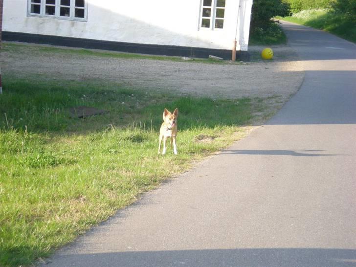 Blanding af racer Simba billede 9