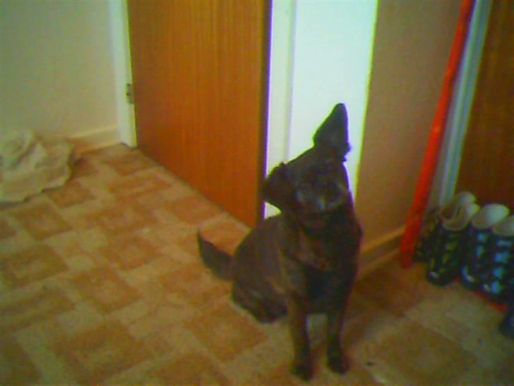 Blanding af racer Futte billede 17