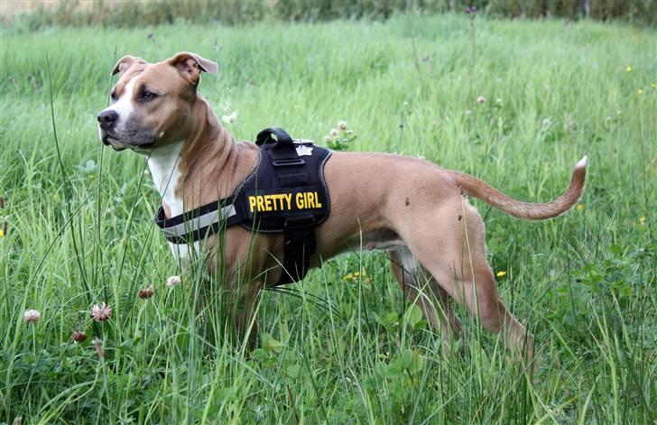 Amerikansk staffordshire terrier Milla - Milla 2 år billede 1