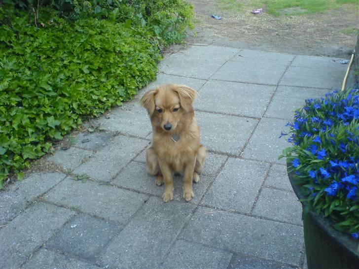 Blanding af racer soffie billede 1