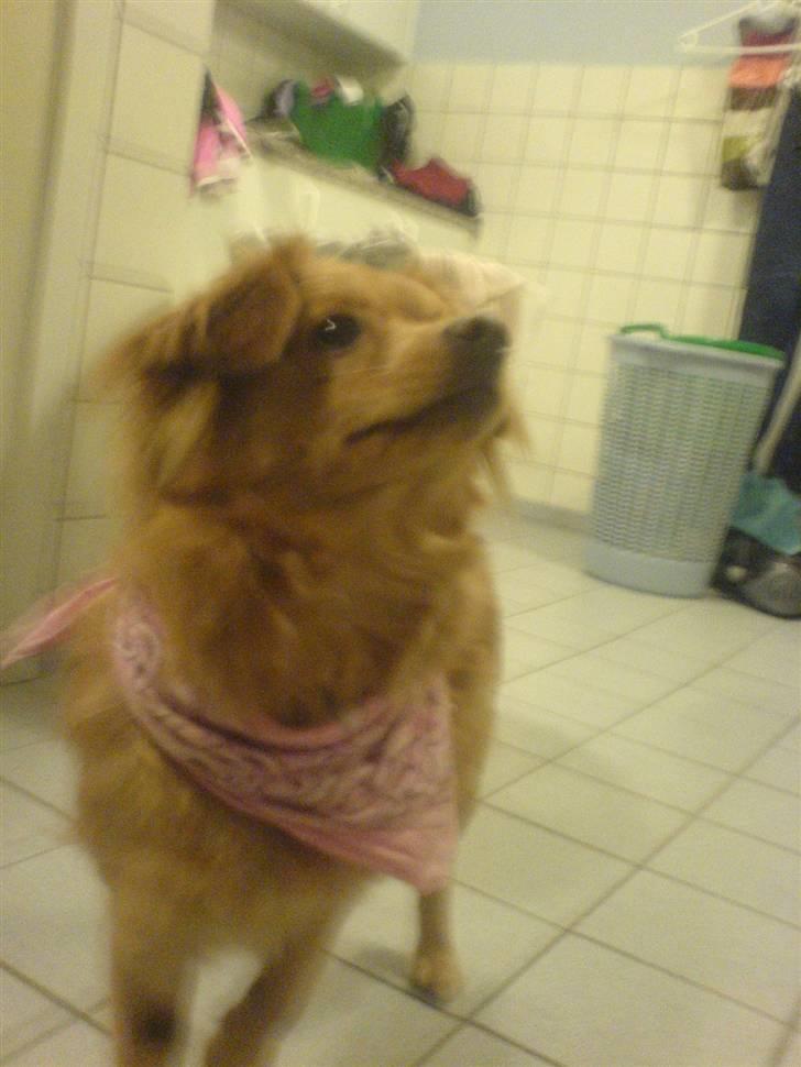 Blanding af racer soffie billede 2