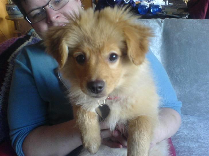 Blanding af racer soffie - hvad er det  :P billede 3