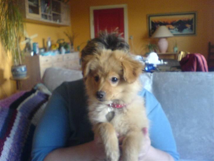 Blanding af racer soffie billede 4