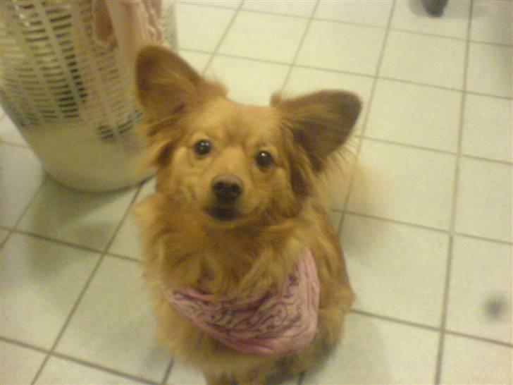 Blanding af racer soffie - sig ikke en hund  ikke kan smille billede 5