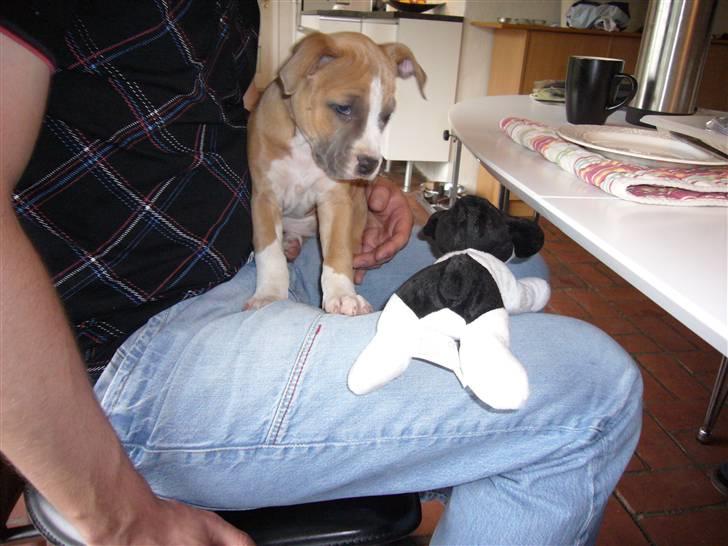 Amerikansk staffordshire terrier Milla - Lige blevet hentet af min nye familie, 8 uger gammel billede 2