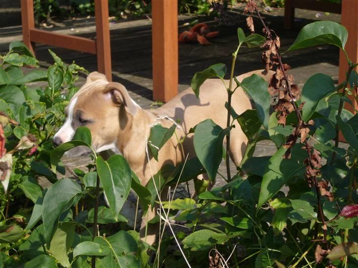 Amerikansk staffordshire terrier Milla - 11 uger gammel, den store jæger er sluppet løs ;-) billede 3