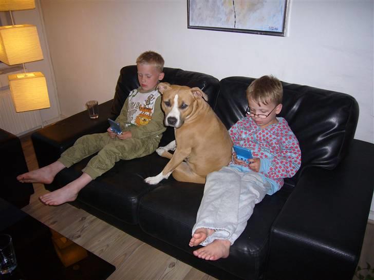 Amerikansk staffordshire terrier Milla - Jeg elsker børn! Bare de snart nusser mig. billede 4