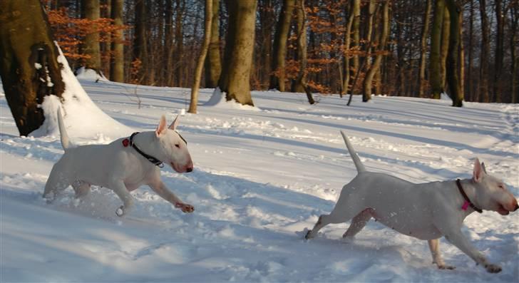 Bullterrier WB's Adorable Disney - i fuld firspring billede 18