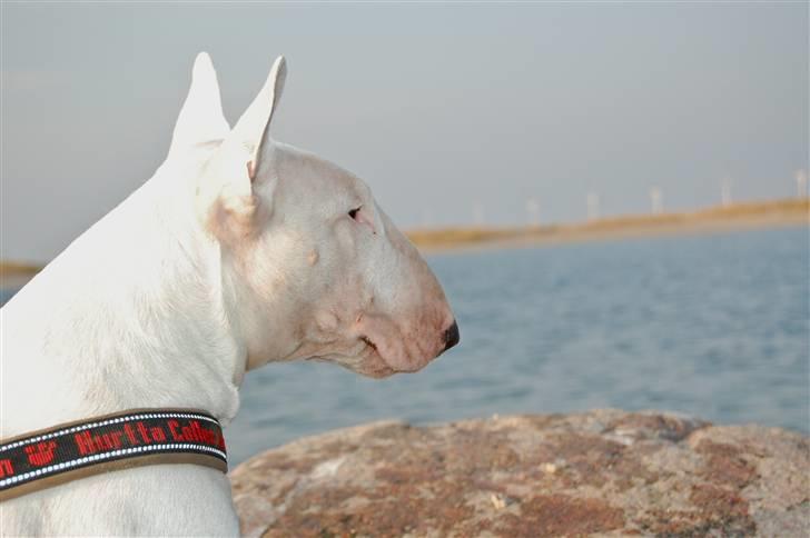 Bullterrier WB's Adorable Disney billede 19