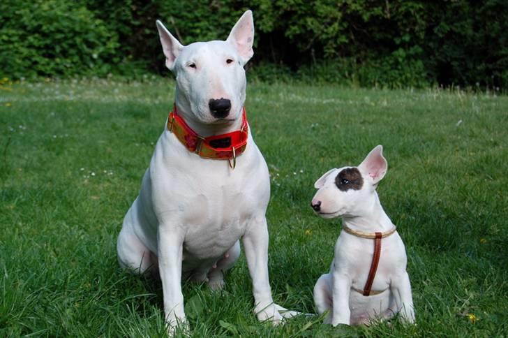 Bullterrier WB's Adorable Disney - Diva og Disney 17/5 billede 20