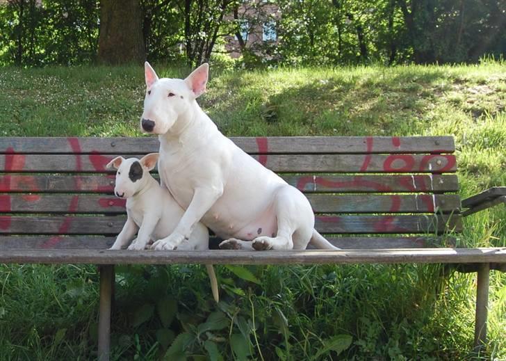 Bullterrier WB's Adorable Disney billede 21