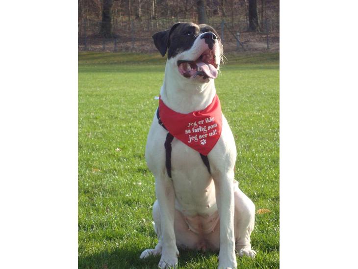 {{currentPhoto.altText}} billede {{currentPhoto.number}}