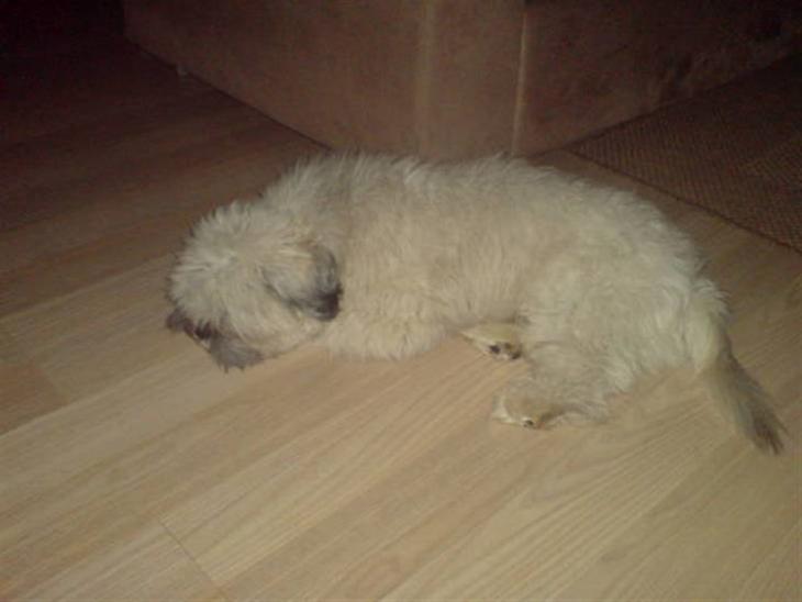 Lhasa apso R.I.P TUX - Her er han så, og han vil bare ikke ha taget billeder af sig. billede 1