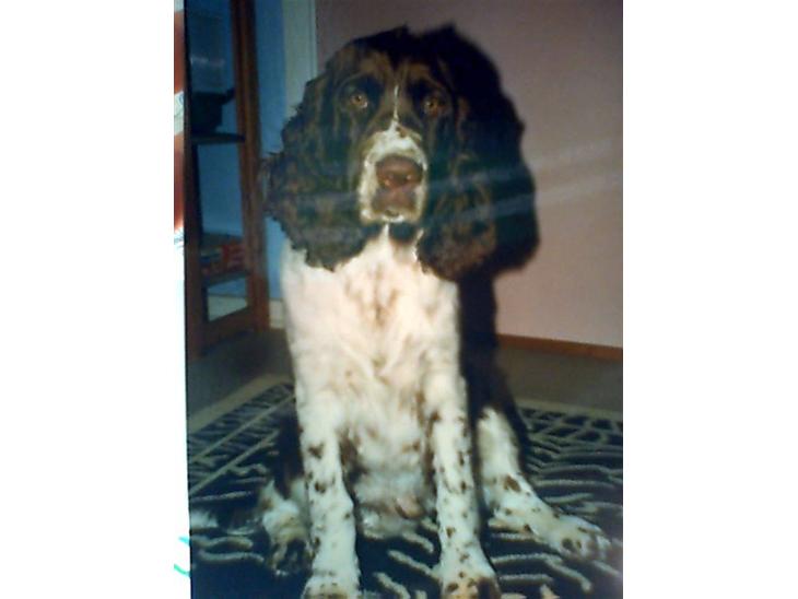 Engelsk springer spaniel Laban **Død** :'( - Velkommen til labans profil, billederne er ikke så gode da de er gamle. billede 1