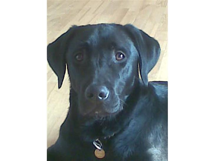 {{currentPhoto.altText}} billede {{currentPhoto.number}}