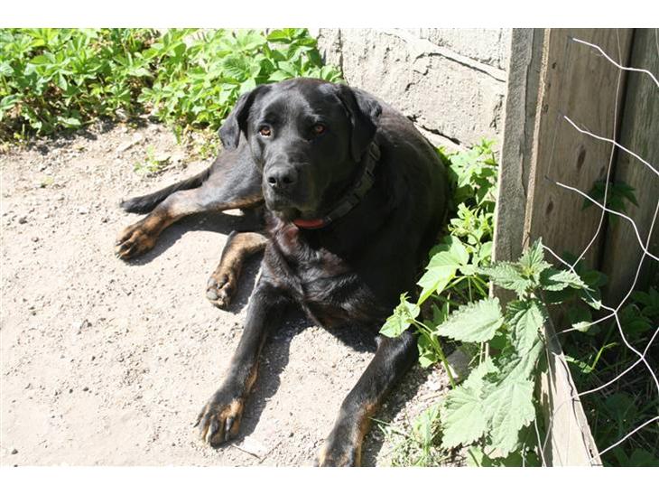 {{currentPhoto.altText}} billede {{currentPhoto.number}}